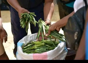 Marché International De Vanille : Madagascar Devancé Par L’Indonésie Et Perd Sa Place