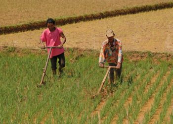 Secteur agricole : De plus en plus de dettes