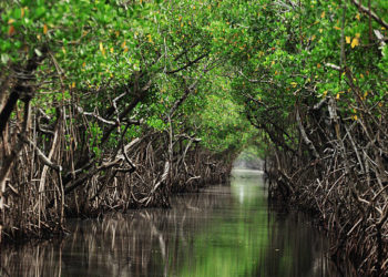 Protection Des Mangroves : Une Nécessité Pour L’écologie Et Pour L’économie