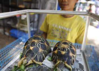 Un Israélien condamné à 2 ans de prison à Madagascar pour contrebande de tortues