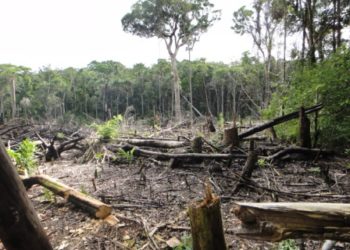 Madagascar : Une Destruction Significative De La Biodiversité Sous Le Régime De Rajoelina