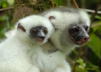 Le Lémurien Sifaka Soyeux, Une Espèce Endémique De Madagascar, Est Actuellement Au Bord De L'extinction