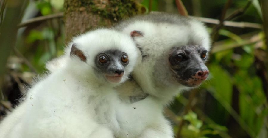 Le Lémurien Sifaka Soyeux, Une Espèce Endémique De Madagascar, Est Actuellement Au Bord De L'extinction