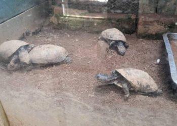 La Déchéance Du Parc Zoologique Et Botanique De Tsimbazaza : Un Triste Constat De Désolation