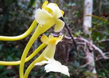 Biodiversité :  Découverte D’une Nouvelle Orchidée à Madagascar