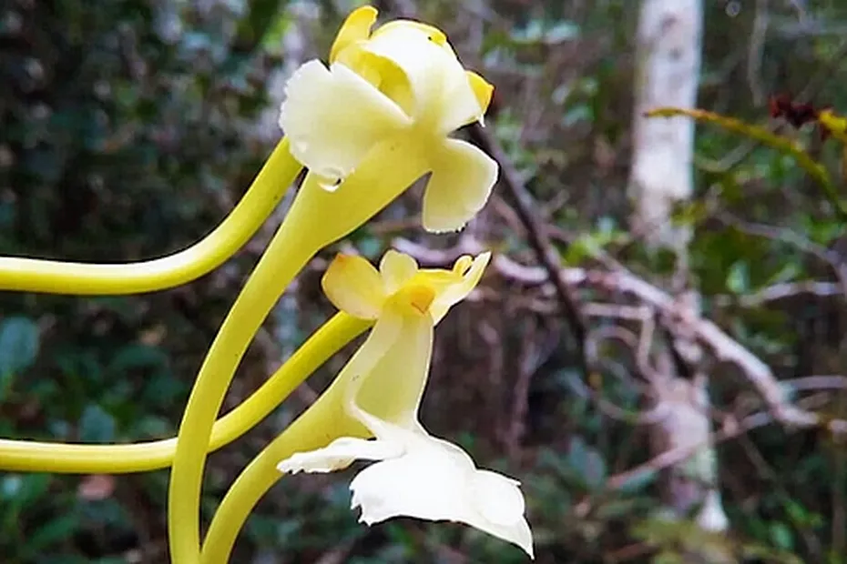 Biodiversité :  Découverte D’une Nouvelle Orchidée à Madagascar
