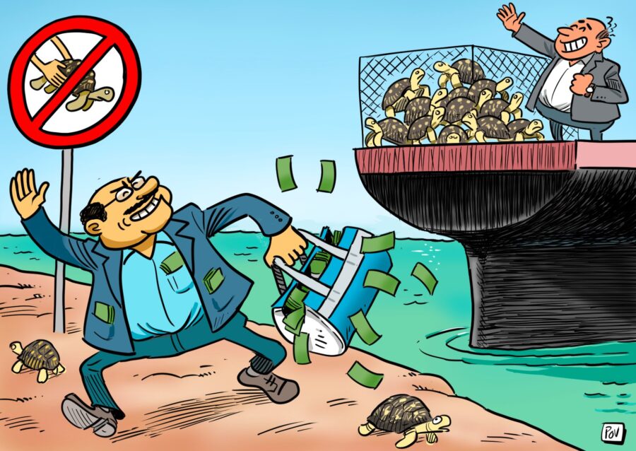 Trafic d’espèces protégées : Madagascar, otage de la corruption et de réseaux de contrebande