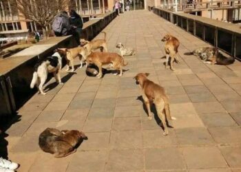 Électricité coupée : les chiens errants aussi sont désormais des facteurs de délestage, selon la Jirama