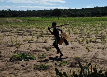 Agriculture à Madagascar : 22 % du PIB seulement, le « grenier à riz » reste un mirage