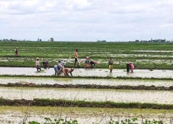 Alaotra Grenier à riz ? il ne reste plus que la fierté