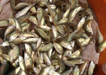 Alaotra sompitr’i Madagasikara ? Ambom-po sisa