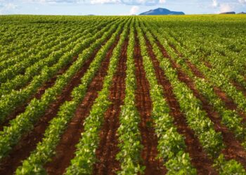 SCANDALE FONCIER : 15 000 HECTARES BRADÉS POUR 1 FRANC ?