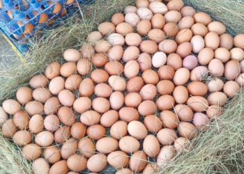 Le manque d'éducation nutritionnelle touche toutes les strates de la société, y compris le corps médical. En 2026, il est encore courant à Madagascar d'entendre des professionnels de santé déconseiller la consommation régulière d'œufs sous prétexte de risques liés au cholestérol. Il s'agit d'un retard scientifique flagrant face aux études cliniques internationales qui ont largement démontré l'innocuité de l'œuf et sa valeur de protéine de référence.